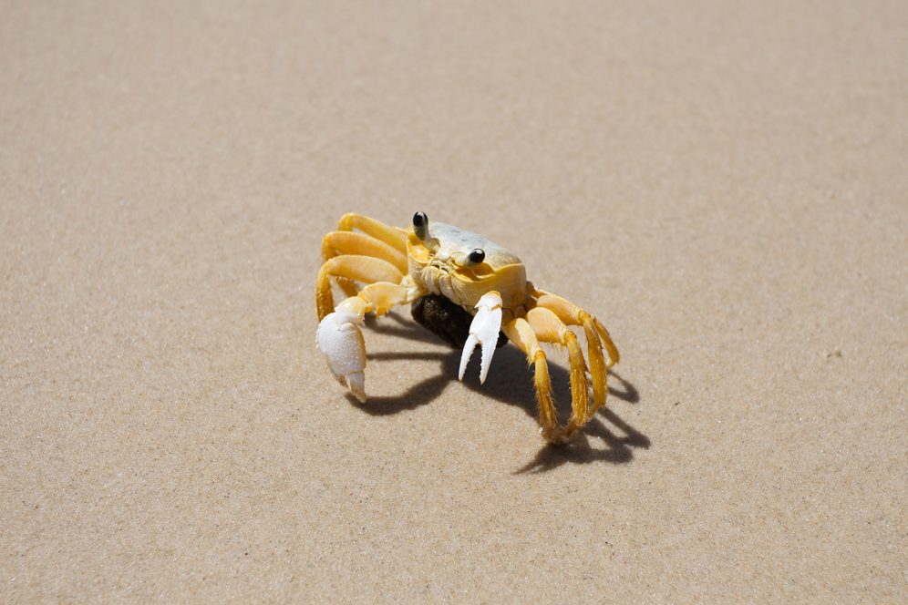 Crabe sur la plage